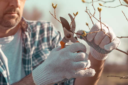 Farmer cutting branches in cherry fruit orchard with pruning shears, close up with selective focusの写真素材
