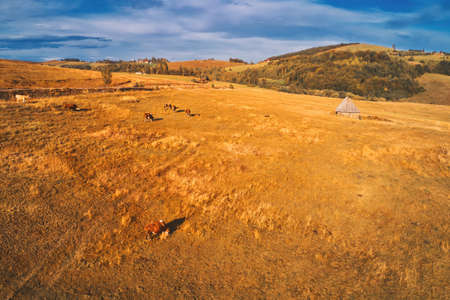 Cows grazing in pastoral autumn scene from Zlatibor region in Serbia, aerial view from drone povの写真素材