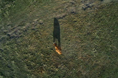Cow grazing on pastureland meadow and casting shadow on the grass field, aerial view directly aboveの写真素材