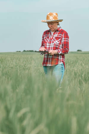 Female farmer agronomist using digital tablet in barley field, smart farming conceptの写真素材