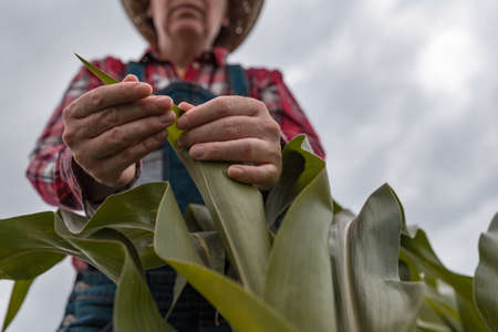 Female farm worker agronomist examining green corn crops in field, low angle view