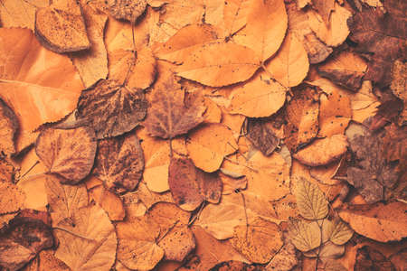 Dried autumn leaves texture, flat lay top view fall season backgroundの写真素材