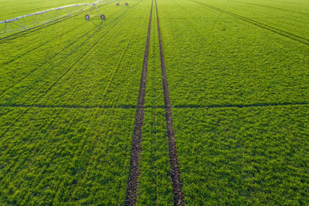 Aerial view of center-pivot irrigation sprinkler in young green wheat field, drone photographyの写真素材