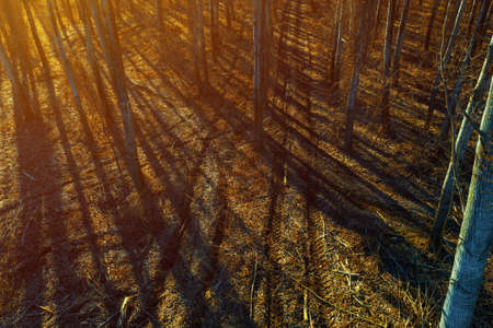Tyre track tread marks in forest, high angle view from drone pov