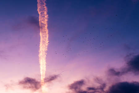 Flock of seagulls flying across colorful sunset sky, silhouettes of birds against vivid cloudscapeの写真素材