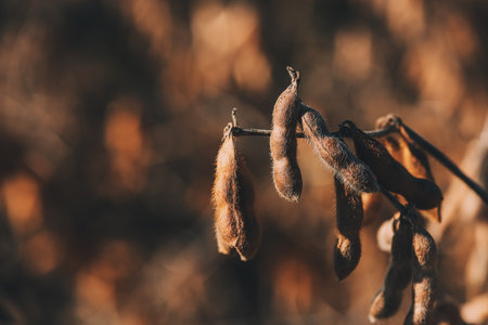Ripe soybean plant in field with pods ready for harvest, selective focus