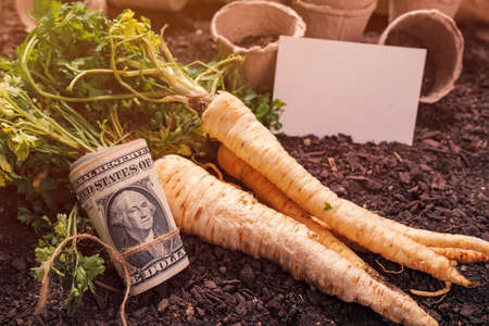 Making profit from organic parsley farming and business card mock up, harvested rooted parsley with roll of US dollar banknotes on garden soil groundの写真素材