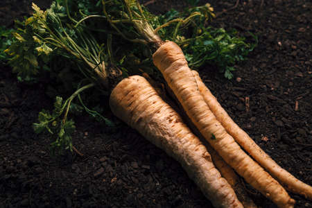 Organic parsley growing concept with freshly harvested root on vegetable garden soil ground