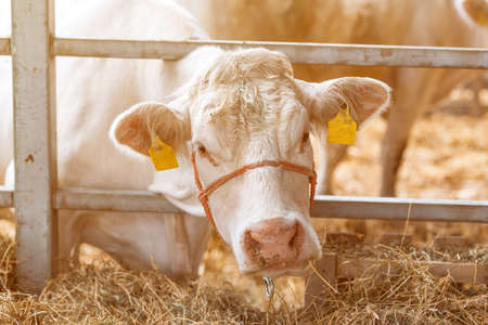 Blonde d'Aquitaine cattle cows on dairy farm, domestic animal husbandry