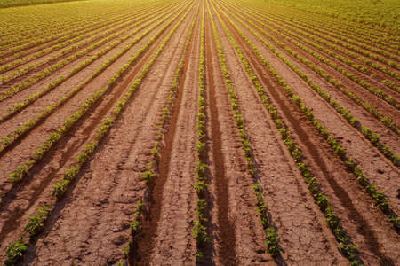 Aerial view of cultivated soybean field as abstract background, soya bean plantation from drone povの写真素材