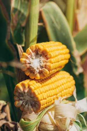 Ripe corn cob cross section, fully developed ear of maize crop in field ready for harvestの写真素材