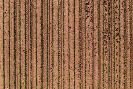 Aerial view of cultivated soybean field as abstract background, soya bean plantation from drone pov, top viewの写真素材