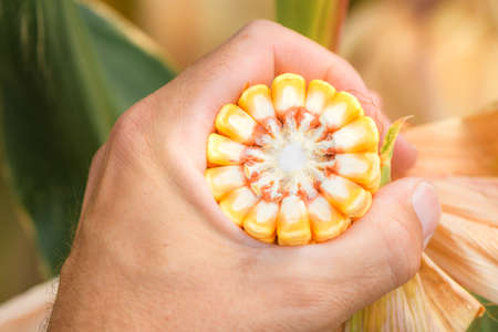Agronomist analyzing ripe corn on the cob development, selective focus