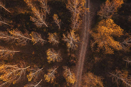 Empty dirt road through cottonwood tree autumnal forest, top view aerial drone photographyの写真素材