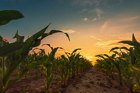 Corn field in sunset. Young green maize crop plants growing on farmland.の写真素材