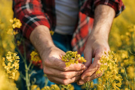 Close up of farmer's hand holding blooming rapeseed plant in cultivated field, farmer examining...