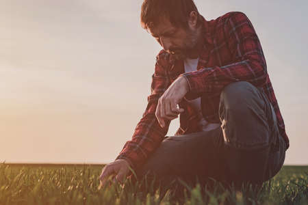 Agronomist in wheat crop field analyzing wheatgrass, farm worker working in springtime sunset, selective focusの写真素材