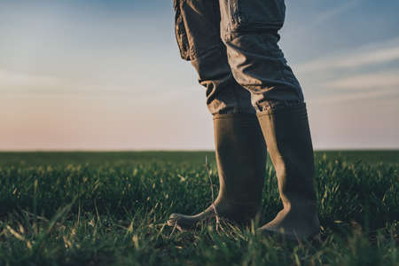 Farmer wearing rubber boots standing in wheatgrass field, selective focus
