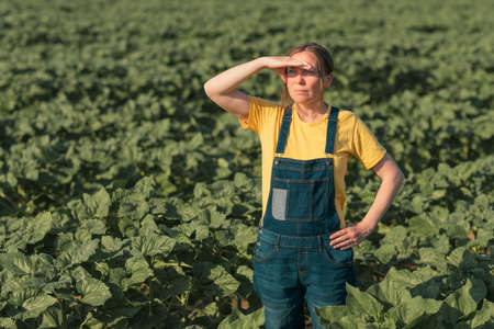 Sunflower farmer posing in field. Female agronomist is standing in young Helianthus annuus plantation.の写真素材