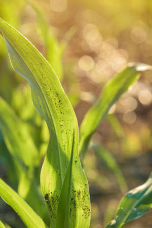 Cultivated sorghum field in sunset, green plant growing on plantation