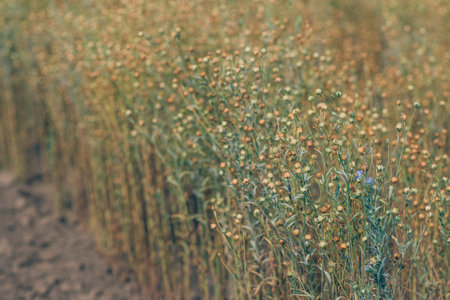 Linseed or common flax crop field, selective focusの写真素材