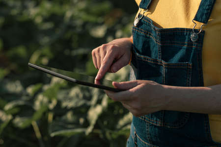 Sunflower farmer using tablet computer in crop field before blooming, close up of female hands with...