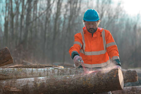 Forestry technician marking logs for firewood with red aerosol can paint, forester working in forestの写真素材