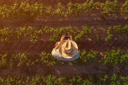 Soybean farmer with drone remote controller in field. Using modern innovative technology in...