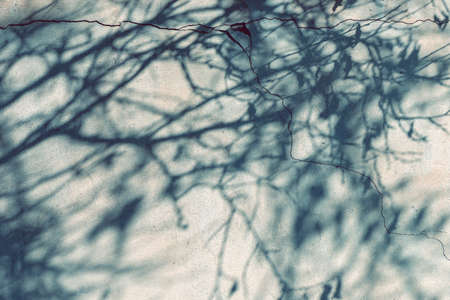 Treetop shadow on cracked wall, abstract backgroundの写真素材