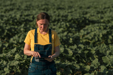Sunflower farmer using tablet computer in crop field before blooming, close up of female hands with touchscreen device in modern farming conceptの写真素材