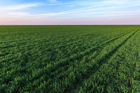 Cultivated wheatgrass field in perspective with sky as copy space