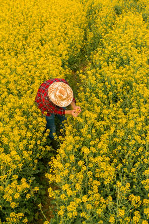 Aerial view of farmer examining blooming rapeseed field, farm worker from drone pov in crop control conceptの写真素材