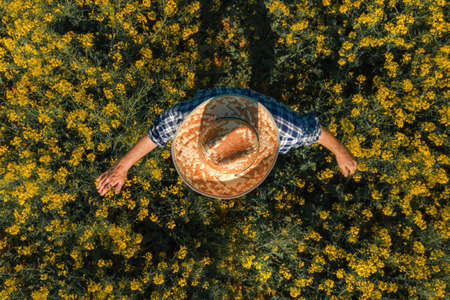 Agronomist in blooming oilseed rape field, aerial view from drone pov