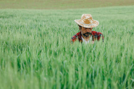 Agronomist examining green wheat crop development in field, adult male farm worker with straw hat and plaid shirt working on farmlandの写真素材