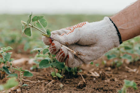 Agronomist examining soybean seedling in field, close up of hand holding Glycine Max sprout,...