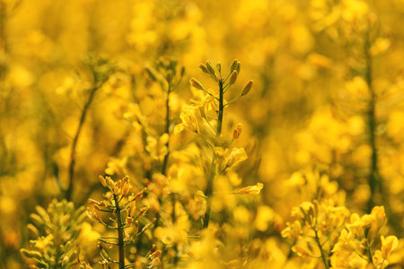 Beautiful blossoming oilseed rape field. Brassica napus in bloom. Selective focus.の写真素材