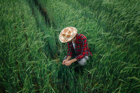 Farmer inspecting green barley crop development in field, adult male agronomist with straw hat and plaid shirt working on farmlandの写真素材