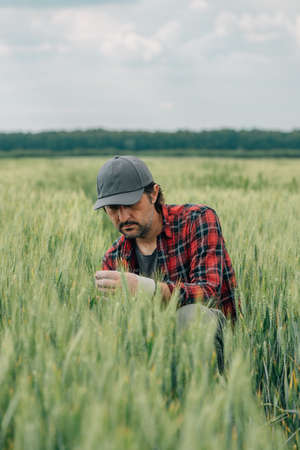 Wheat farmer agronomist inspecting cereal crops quality in cultivated agricultural plantation field. Farm worker analyzing development of plants, selective focus.の写真素材