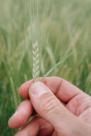 Agronomist examining ear of barley crop in field, close up of hand holding Hordeum vulgare plant,...