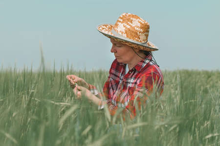 Female agronomist farmer examining development of green barley ears in field, woman agriculturist working on cereal crop plantation, selective focusの写真素材