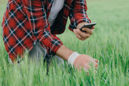 Agronomist is taking picture of green wheat crops with smartphone, adult male farm worker using...