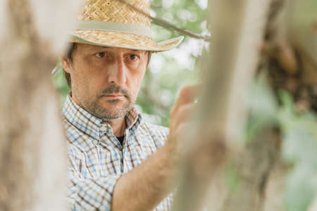 Farmer examining walnut tree branches and leaves for common pest and diseases in organic fruit farm orchardの写真素材