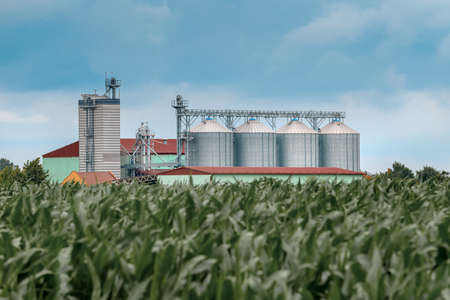 Grain storage silos in cultivated corn maize field, selective focus on building