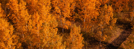 Fall season in deciduous forest. Aerial shot of orange treetops in autumn afternoon from drone pov, panoramic imageの写真素材