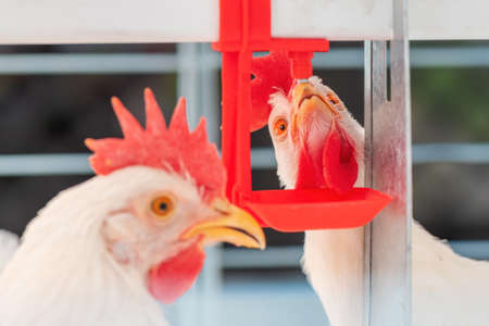 Close up of chicken hen drinking water in cage, selective focus