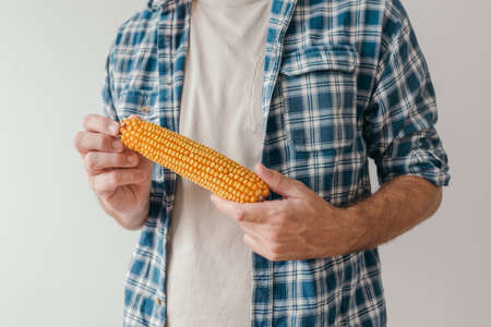 Farmer holding harvested corn cob in hands, unrecognizable farm worker in flannel shirt with maize,...