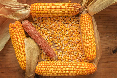Corncobs and grain on rustic wooden background, top view of harvested maize crops for agricultural...