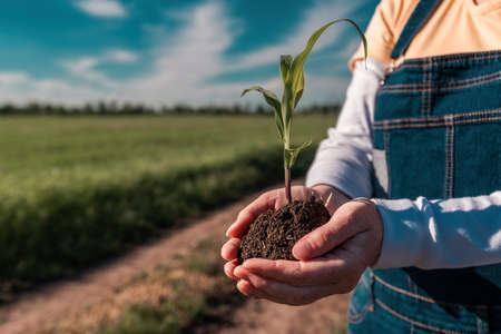 Corn crop sprout in female farmer's hands, close up with selective focusの写真素材