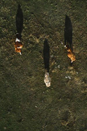 Three cows grazing on pastureland meadow and casting shadow on the grass field, aerial view directly aboveの写真素材