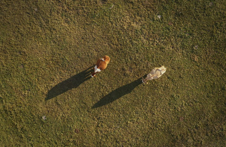 Top view of two cows grazing on pasture field, aerial view from drone with shadows on grassy meadow surfaceの写真素材
